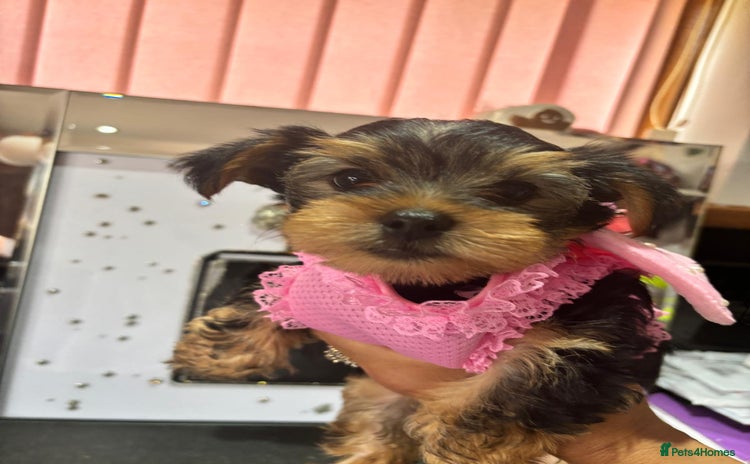 Yorkshire Terrier dogs - Advert 1