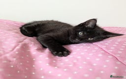 Bengal cats for sale: Melanistic Black Bengal Female Kitten - Image 1
