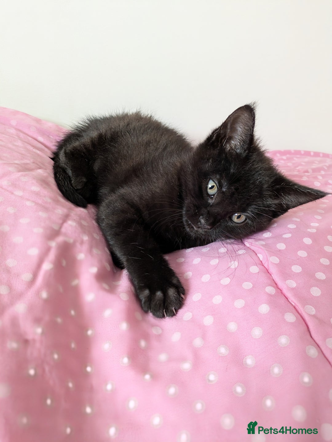 Bengal cats for sale: Melanistic Black Bengal Female Kitten - Image 1