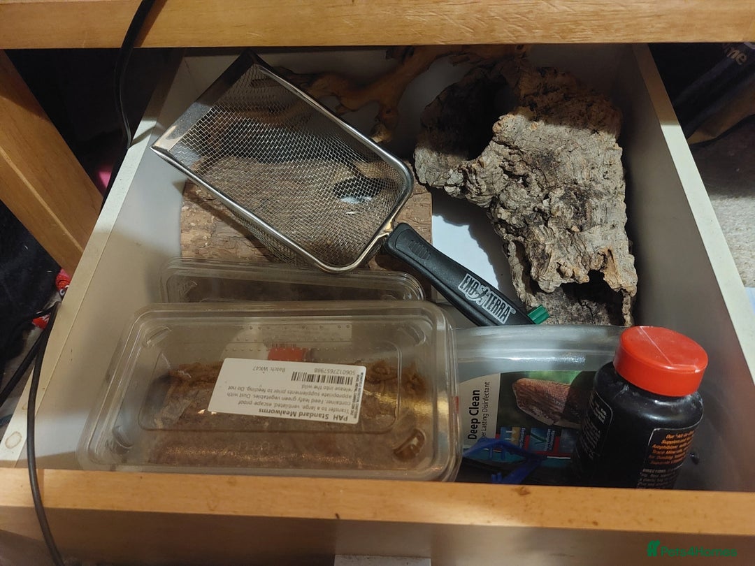 Leopard Gecko reptiles for sale: Leopard geko and vivarium  - Advert 2