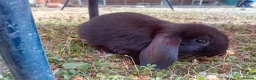 Mini Lop rabbits for sale: Baby rabbits  - Advert 4