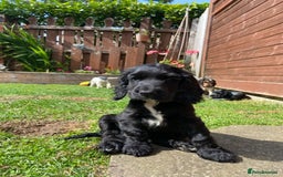 Cocker Spaniel dogs for sale: Show cocker spaniel pups  - Image 16