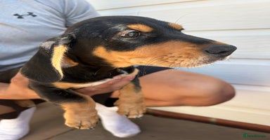 Mixed Breed dogs - Advert 5