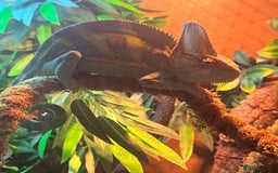 Chameleon reptiles for sale: Yemen chameleon plus vivarium and full set up  - Advert 6