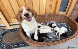 Cocker Spaniel dogs for sale: 6 beautiful cocker spaniel puppies - Image 9