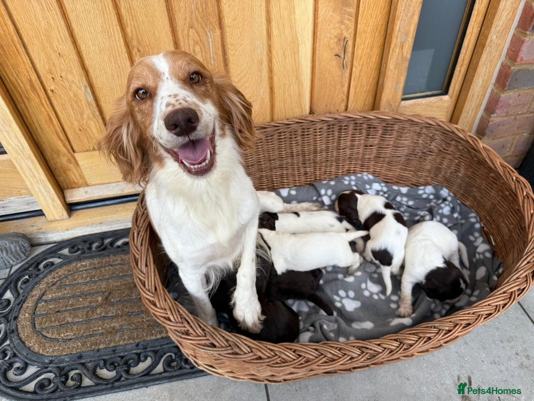 Cocker Spaniel dogs for sale: 6 beautiful cocker spaniel puppies - Image 9