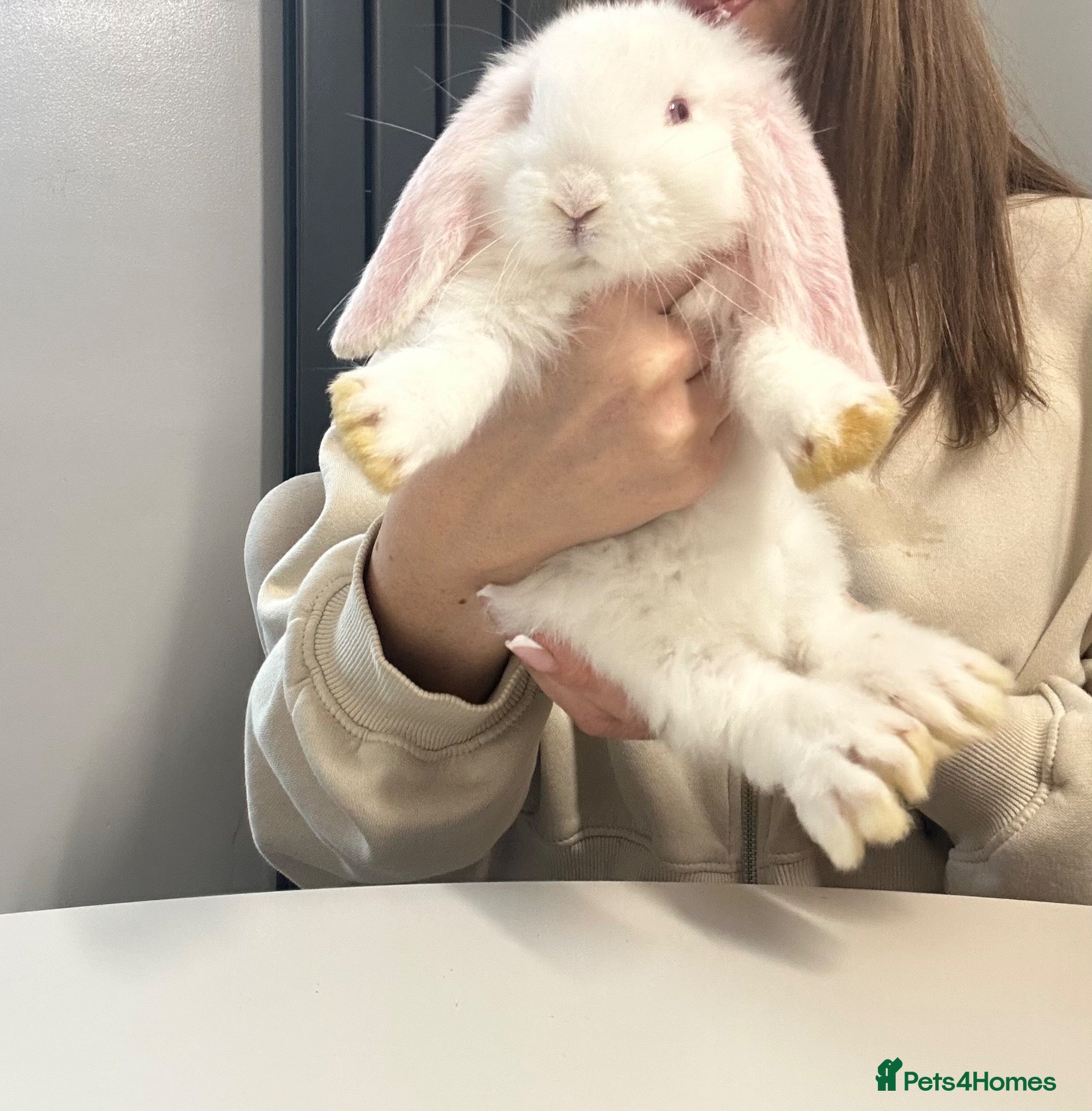 French Lop rabbits French Lops - Last white bun left ✨ - Advert 13