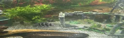Cichlids fish for sale: 5 x frontosas with tank and full set up - Advert 2
