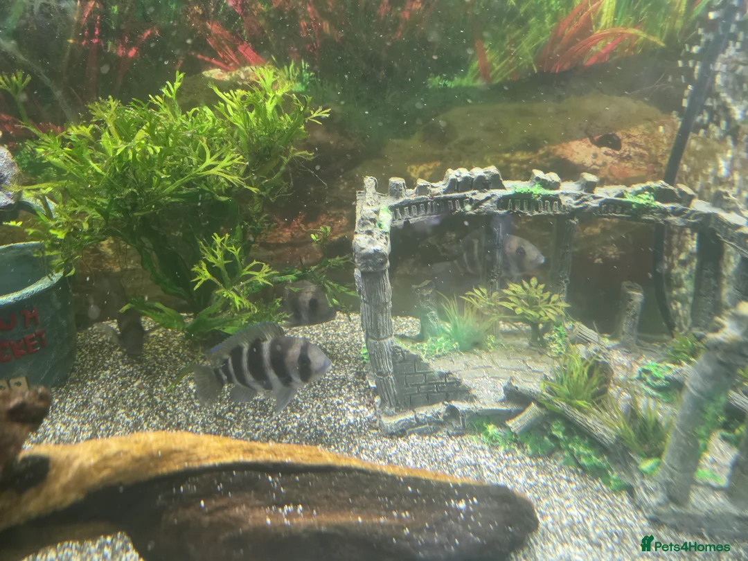 Cichlids fish for sale: 5 x frontosas with tank and full set up - Advert 2