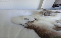 Ragdoll cats for sale: Blue seal point Ragdoll kittens  - Advert 4