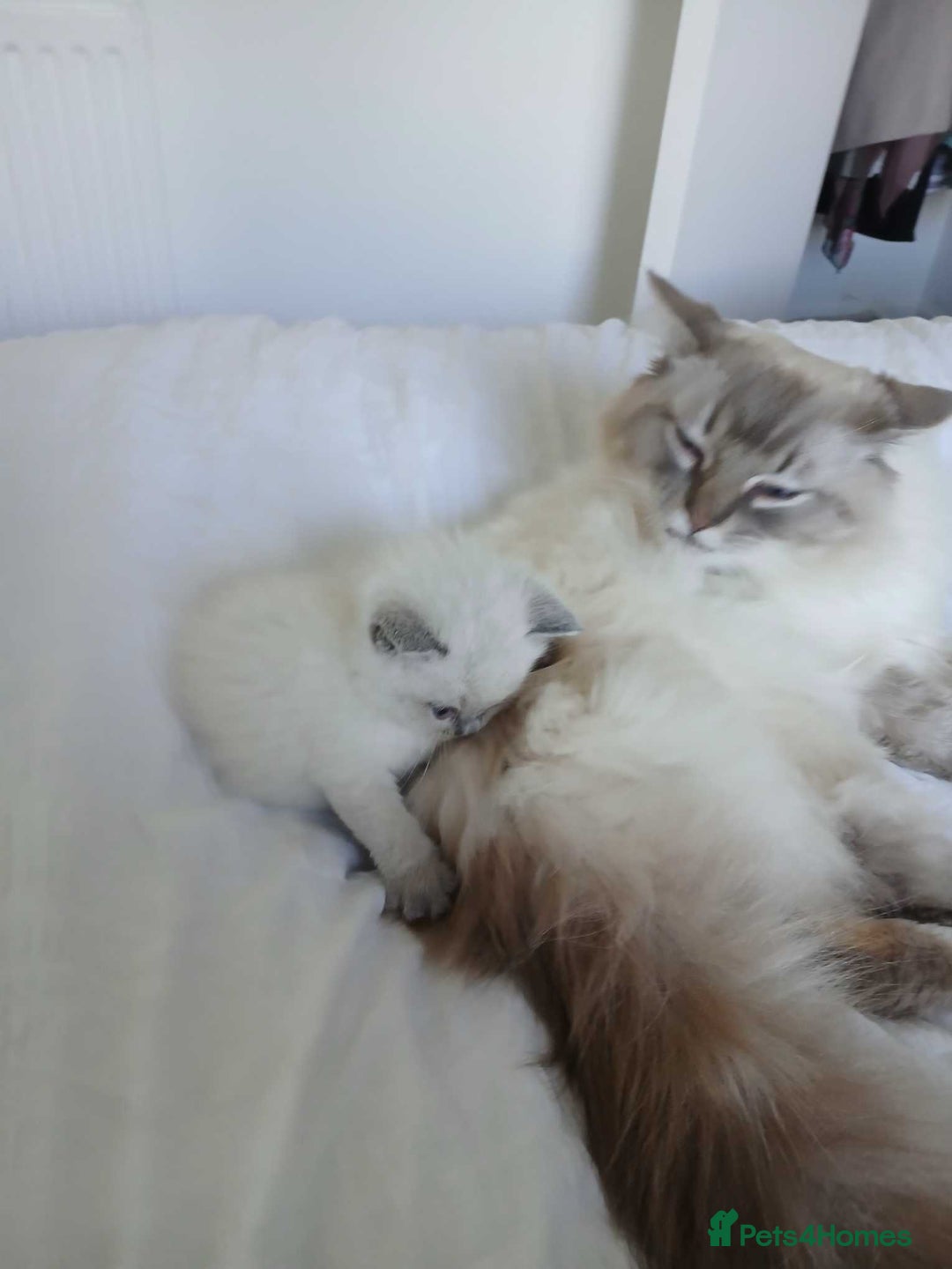 Ragdoll cats for sale: Blue seal point Ragdoll kittens  - Advert 4