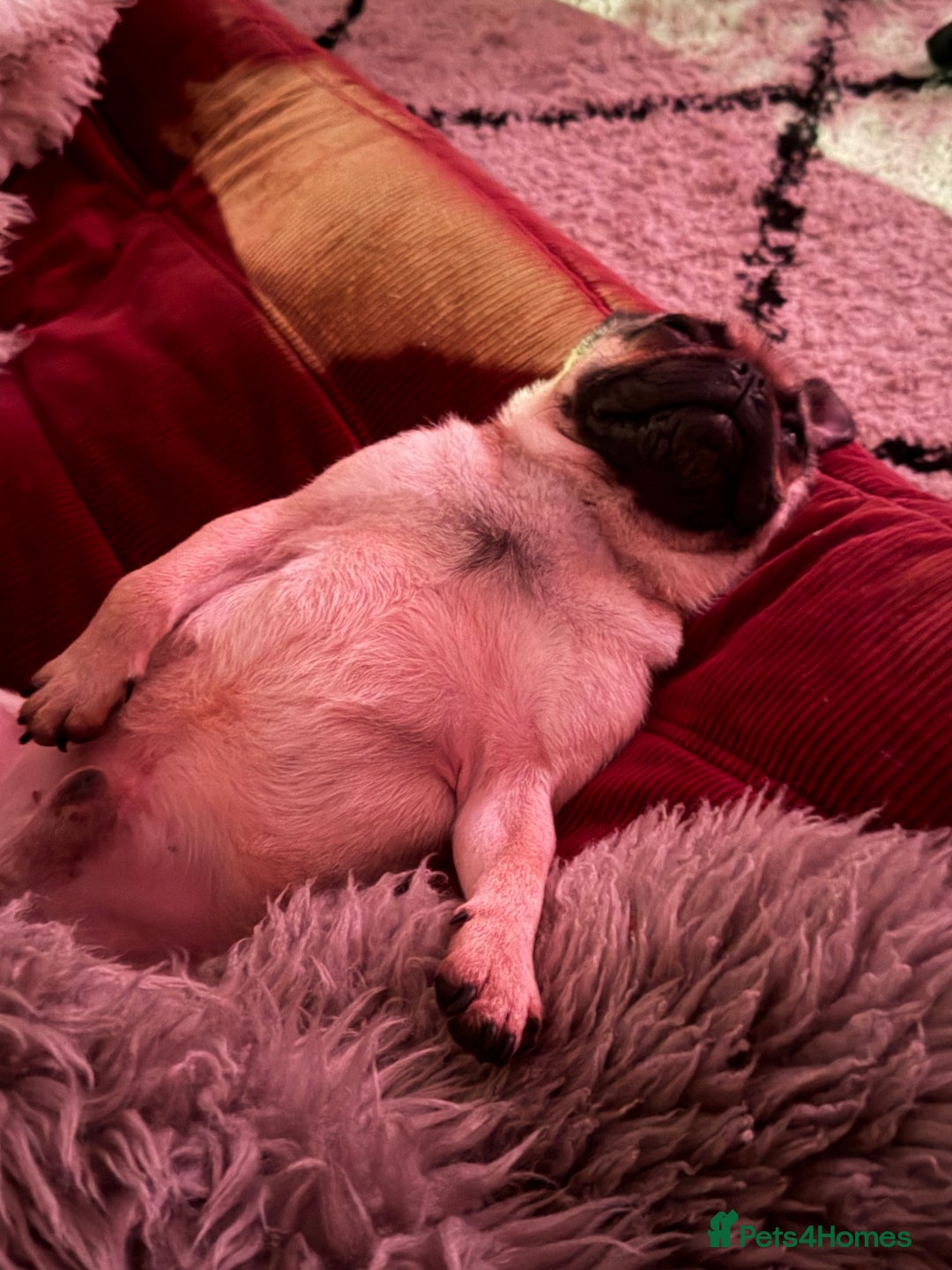 Pug dogs for sale: Bear, the Pug  - Advert 11