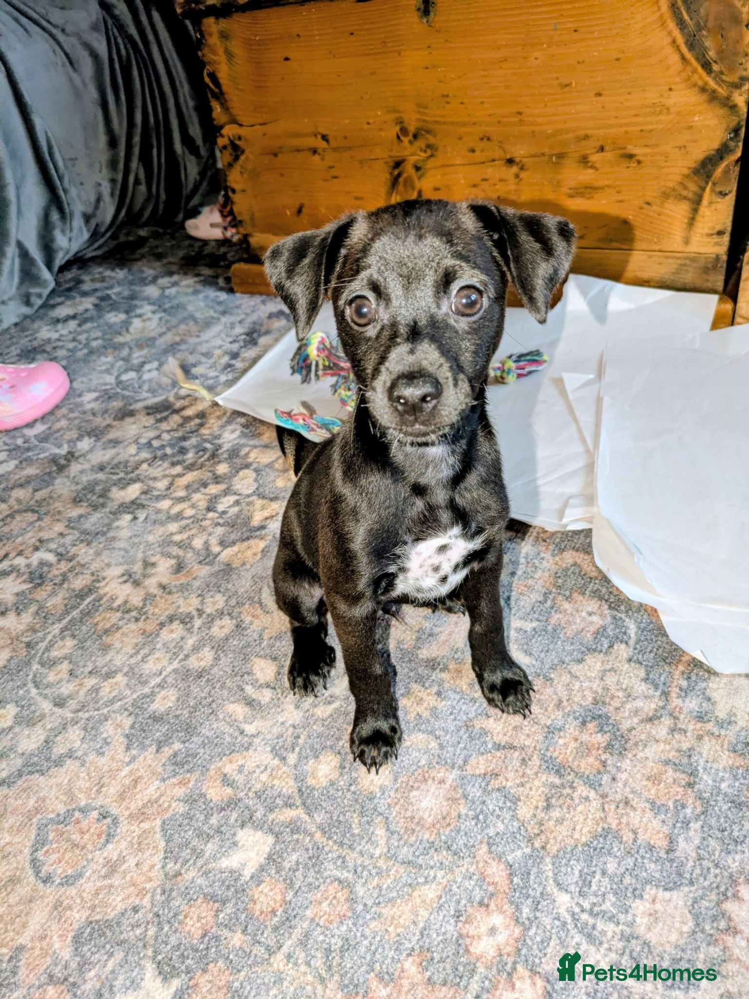 Mixed Breed dogs F1 jackain only 3 boys left ready to leave - Advert 2