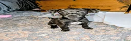 Mixed Breed dogs for sale: F1 jackain last 2 boys 1st vaccination done - Advert 2