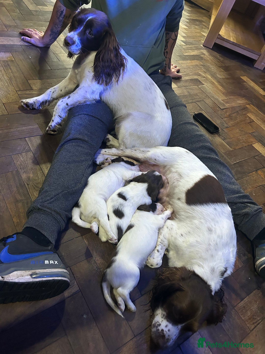 English Springer Spaniel dogs for sale: English springer spaniel puppies for sale - Image 16