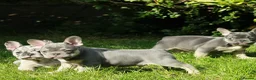 French Bulldog dogs for sale: Probably the best litter of Frenchies in the UK - Advert 16