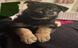 German Shepherd dogs for sale: 🐾 Beautiful German Shepherd Puppies! 🐾 - Image 8