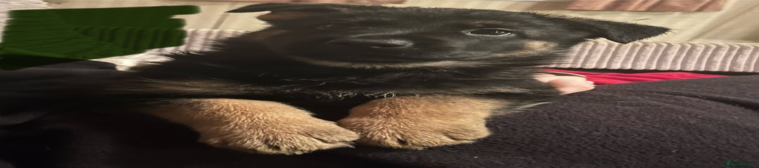 German Shepherd Puppy 5