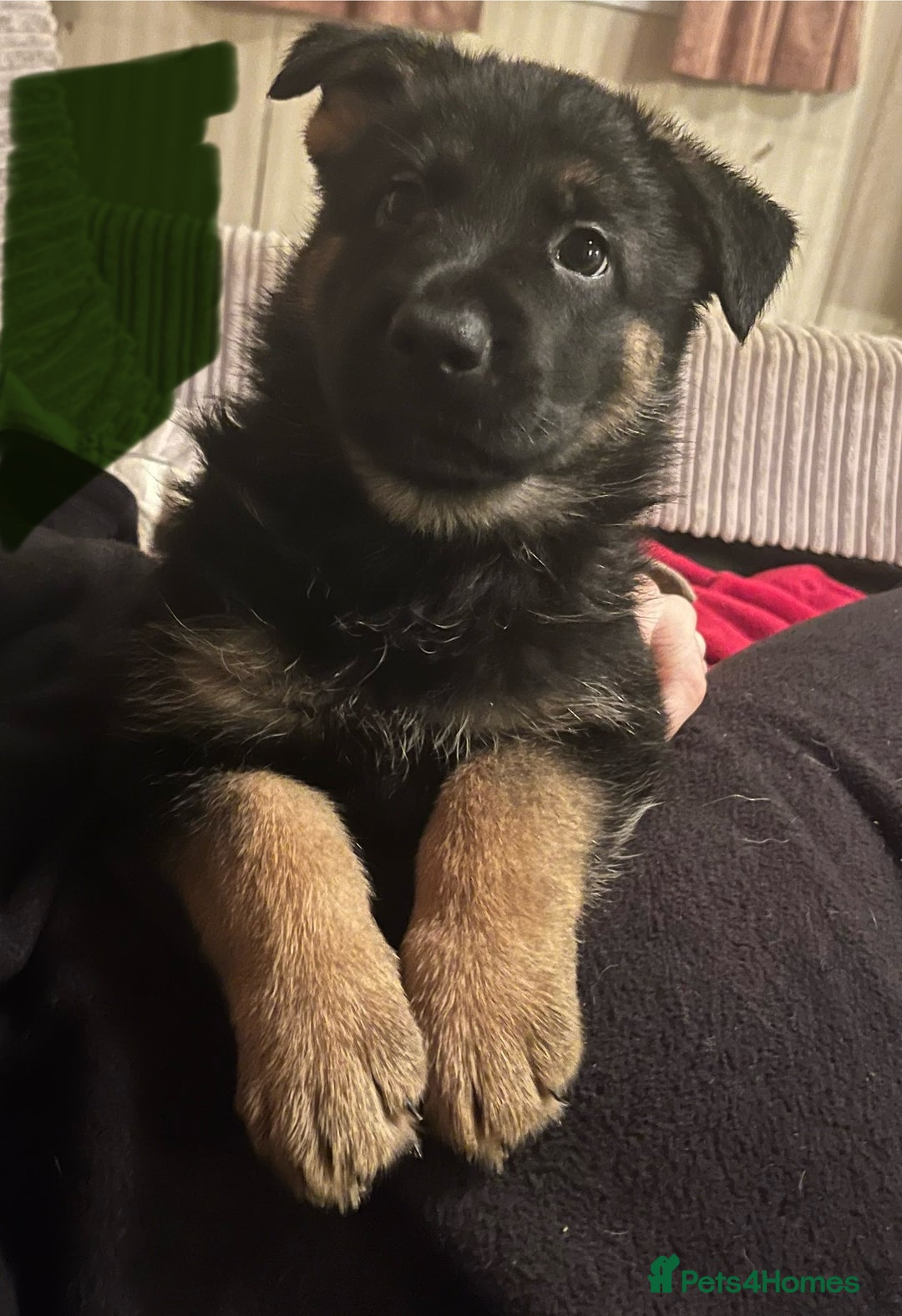 German Shepherd dogs for sale: 🐾 Beautiful German Shepherd Puppies! 🐾 - Image 8