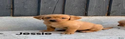Labrador Retriever dogs for sale: KC YELLOW & RED LABRADORS  - Advert 20