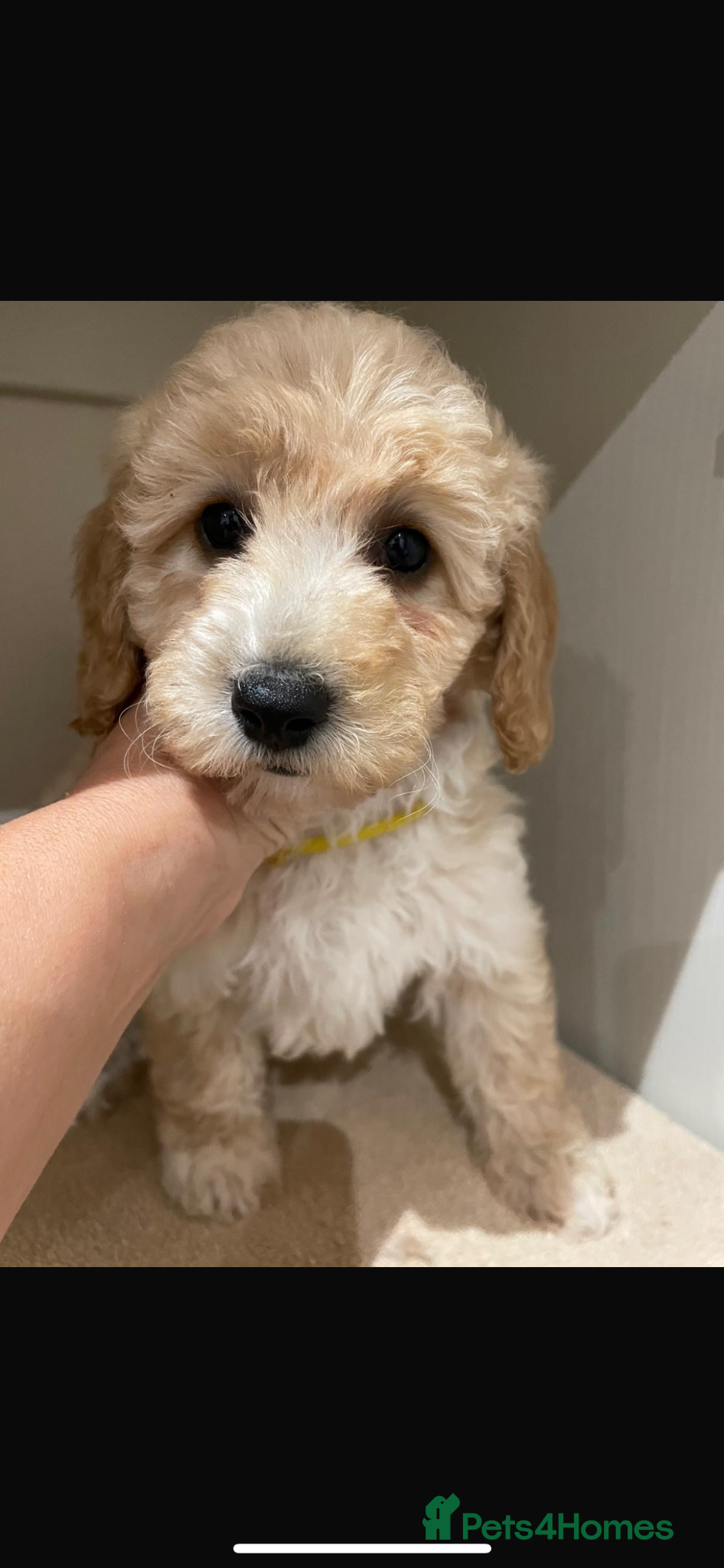 Cavapoo dogs Adventures of a curly cavapoo look no further  - Advert 3