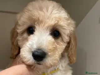 Cavapoo dogs Adventures of a curly cavapoo look no further - Advert 3