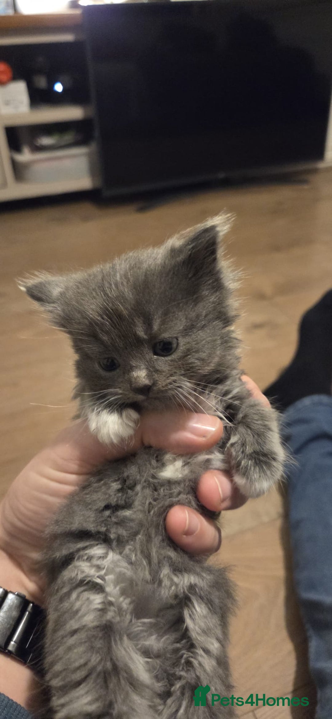 Ragdoll cats for sale: Ragdoll cats  - Image 3