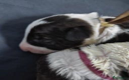 Bull Terrier dogs for sale: Stunning bull terrier pups - Image 12