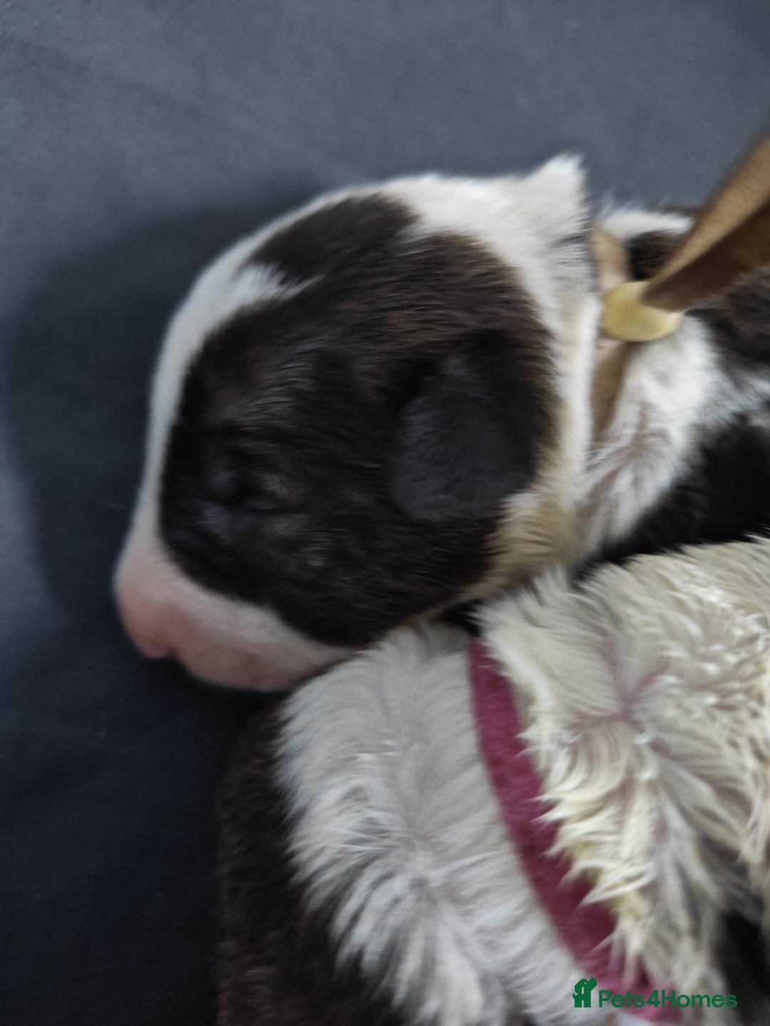 Bull Terrier dogs for sale: Stunning bull terrier pups - Image 12