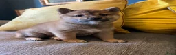 Japanese Shiba Inu dogs for sale: Pure bred Shiba Inu Puppies - Advert 3