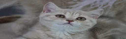 Munchkin cats for sale: ⚜️Rare munchkins⚜️ - Advert 13