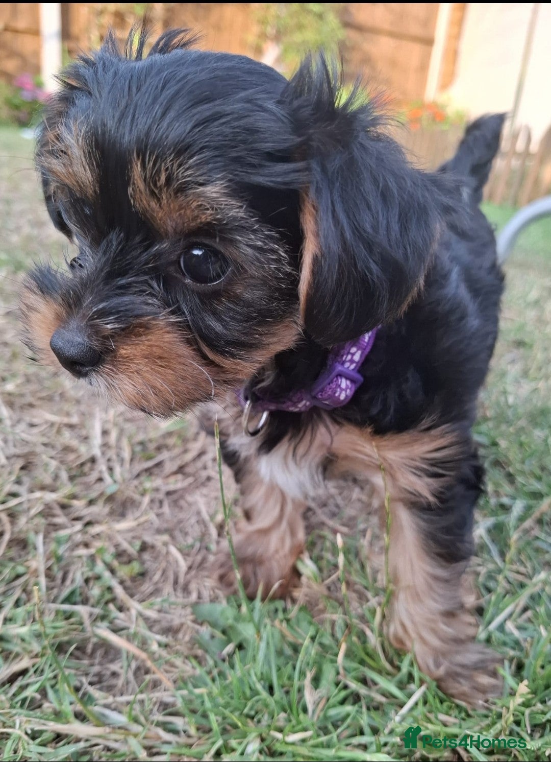 Yorkshire Terrier dogs for sale: 4 Yorkie Dogs looking for a new home.  - Image 9