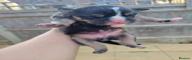 Puppy 5