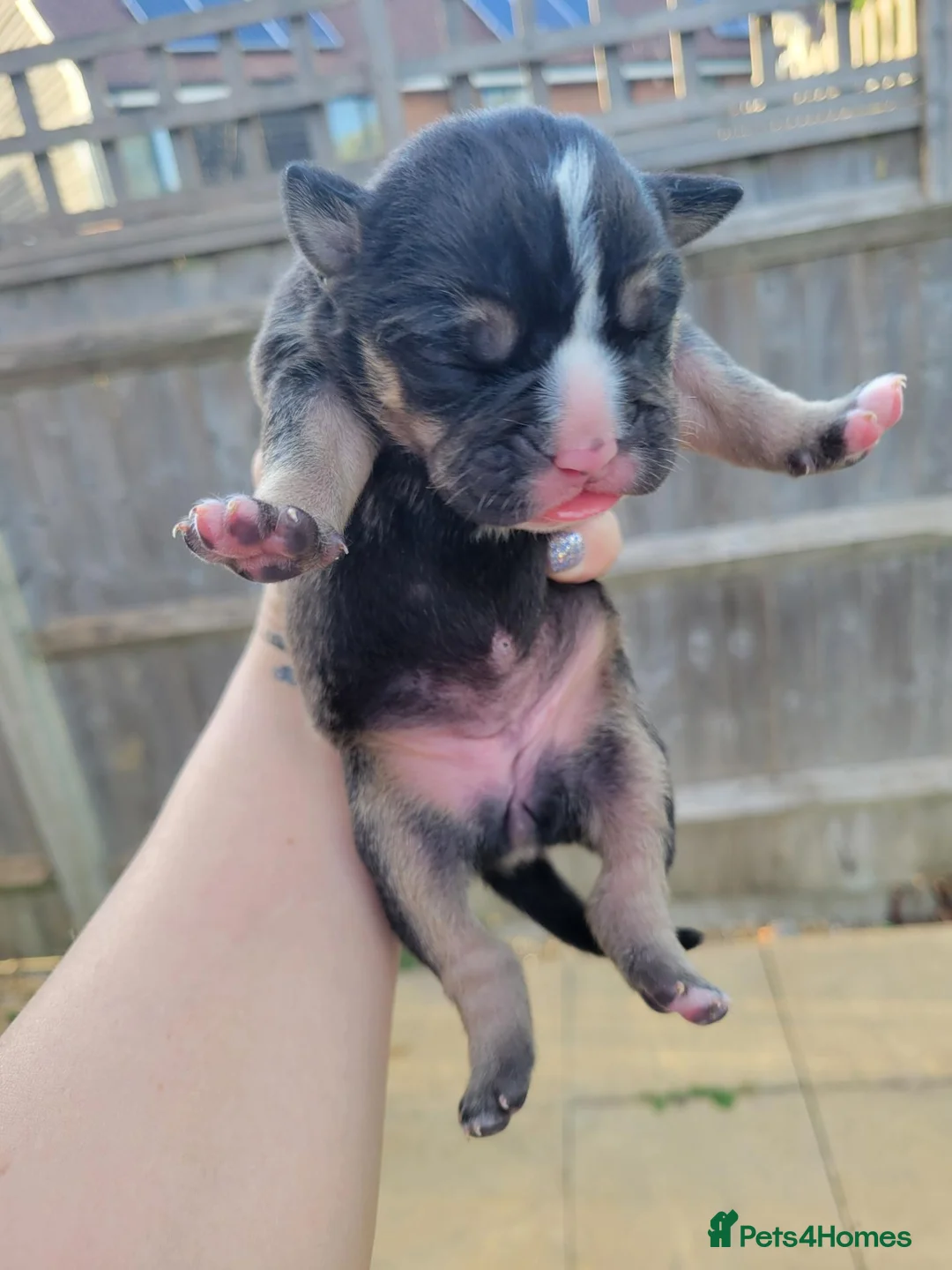 Dorset Olde Tyme Bulldogge dogs for sale: Olde English Bulldog puppies  - Advert 15