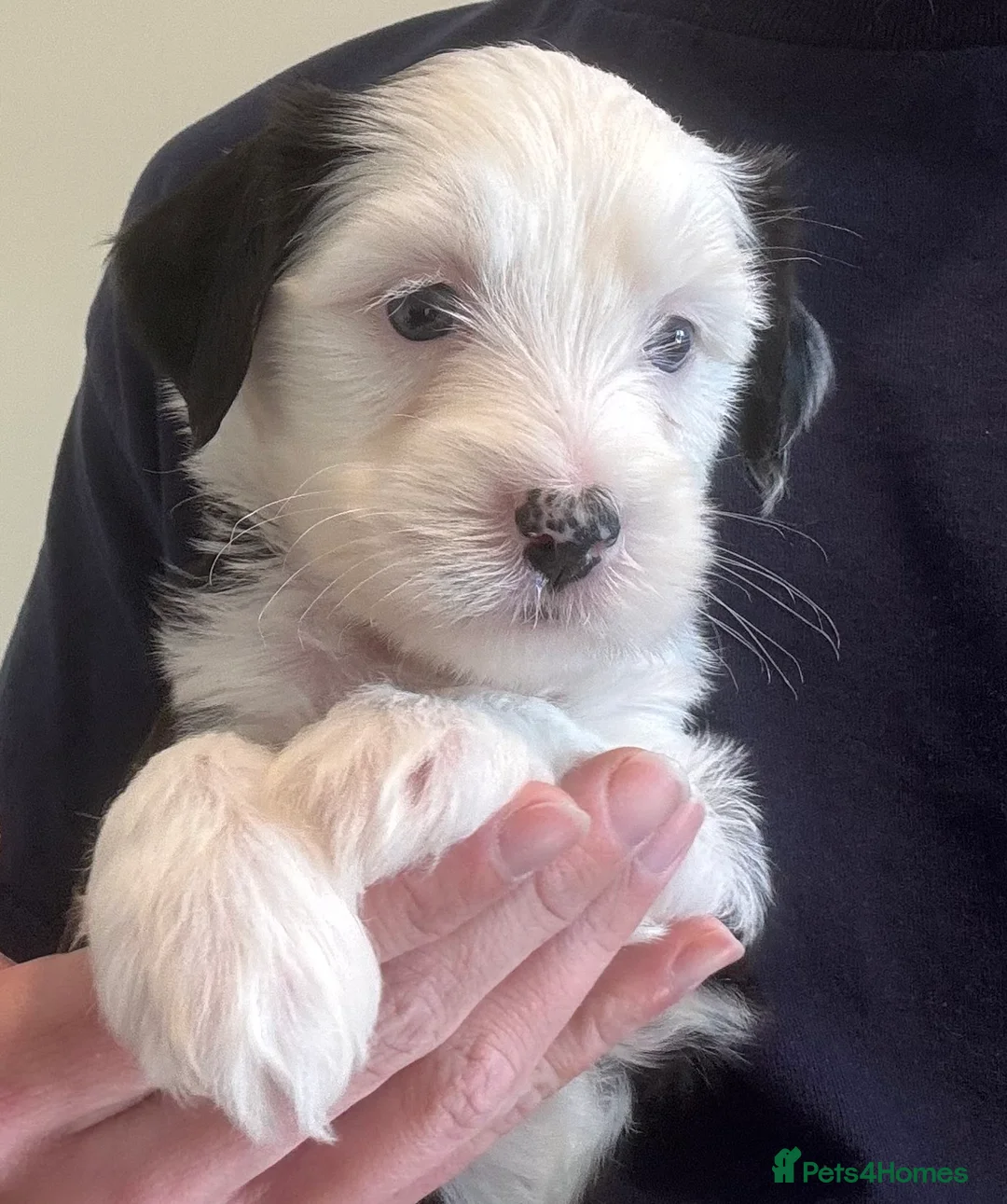 Tibetan Terrier dogs for sale: KC reg Tibetan terrier puppies  - Advert 2