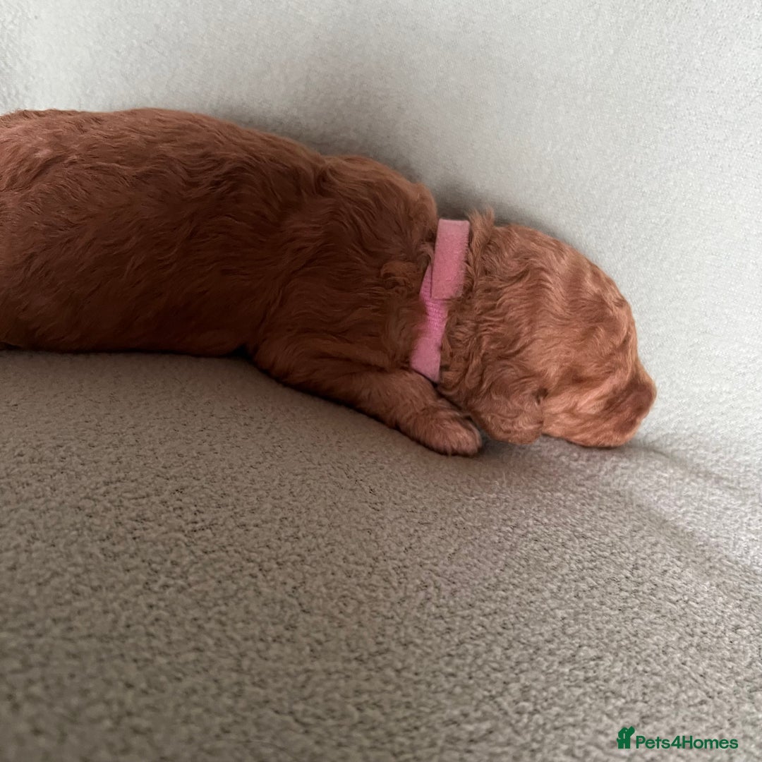 Australian Labradoodle dogs for sale: Fib Labradoodle puppies - Advert 31