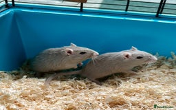 Gerbil rodents for sale: Female Gerbils - Image 2