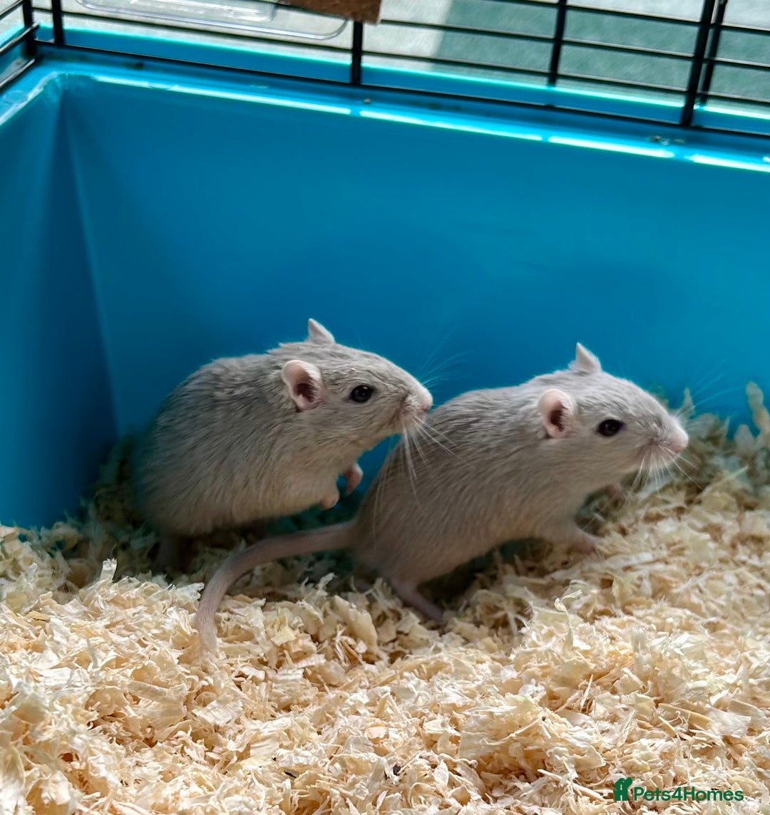 Gerbil rodents for sale: Female Gerbils - Image 2