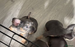French Bulldog dogs for sale: READY NOW!! French Bulldog Puppies!! - Advert 9