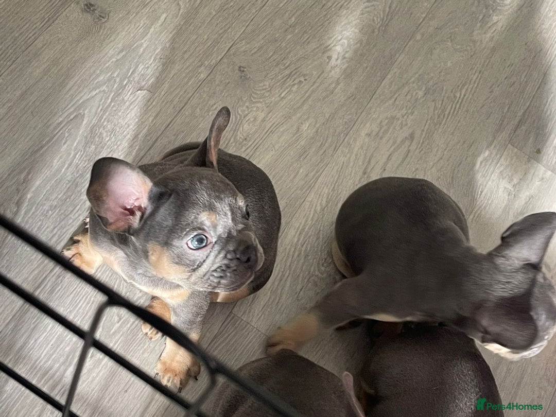 French Bulldog dogs for sale: READY NOW!! French Bulldog Puppies!! - Advert 9