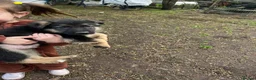 German Shepherd dogs for sale: Beautiful German shepherd  - Advert 10