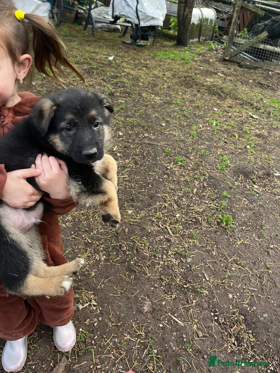 German Shepherd dogs for sale: Beautiful German shepherd  - Advert 10