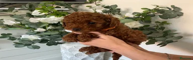Cavapoochon Puppy 2