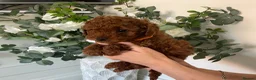 Cavapoochon dogs for sale: DNA Tested Hypoallergenic Cavapoochon F1BB Babies  - Advert 6