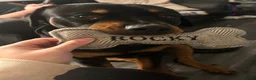 Rottweiler dogs for sale: Rocky - Advert 4