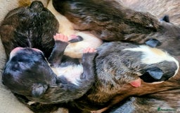 English Bull Terrier dogs for sale: ENGLISH BULL TERRIER,LITTER DUE 8TH OCTOBER  - Image 7