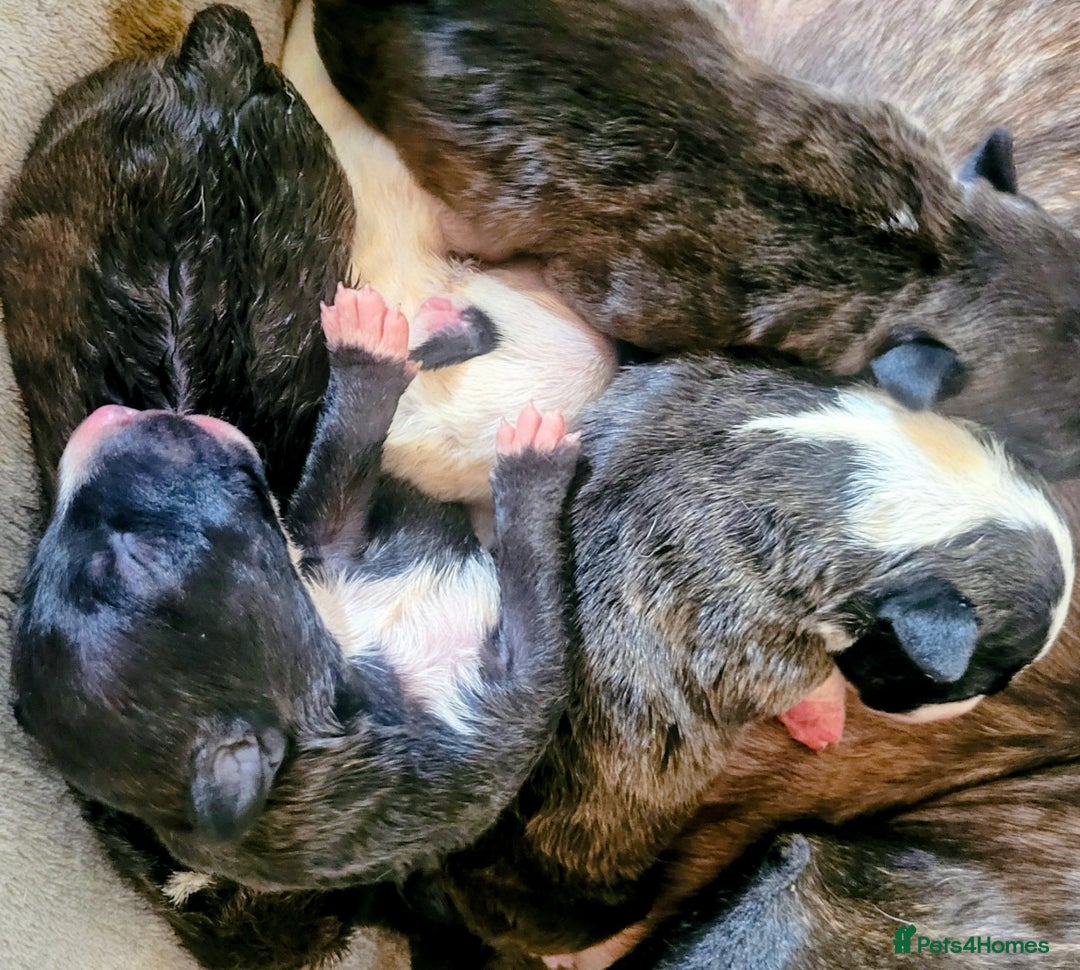 English Bull Terrier dogs for sale: ENGLISH BULL TERRIER,LITTER DUE 8TH OCTOBER  - Image 7