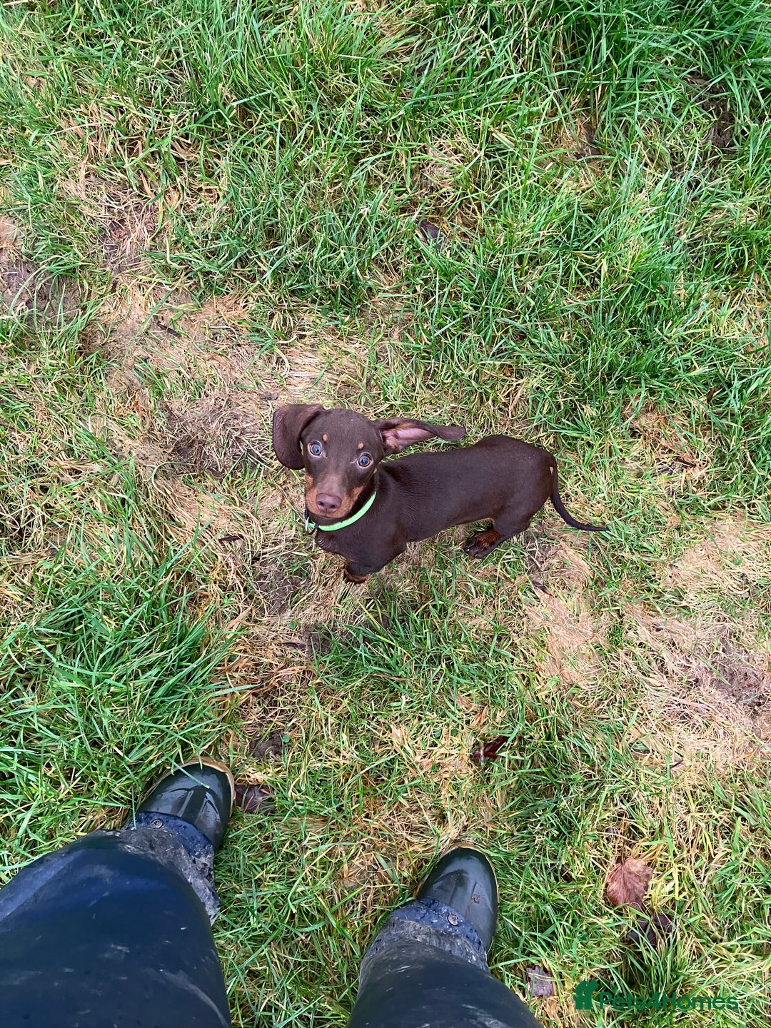 Miniature Dachshund dogs for sale: KC Registered Mini Dachshund  - Advert 3