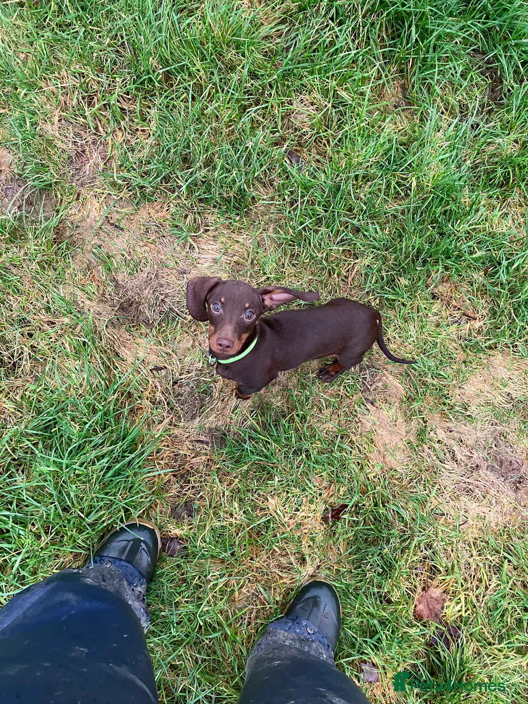 Miniature Dachshund dogs for sale: SOLD KC Registered Mini Dachshund  - Advert 3