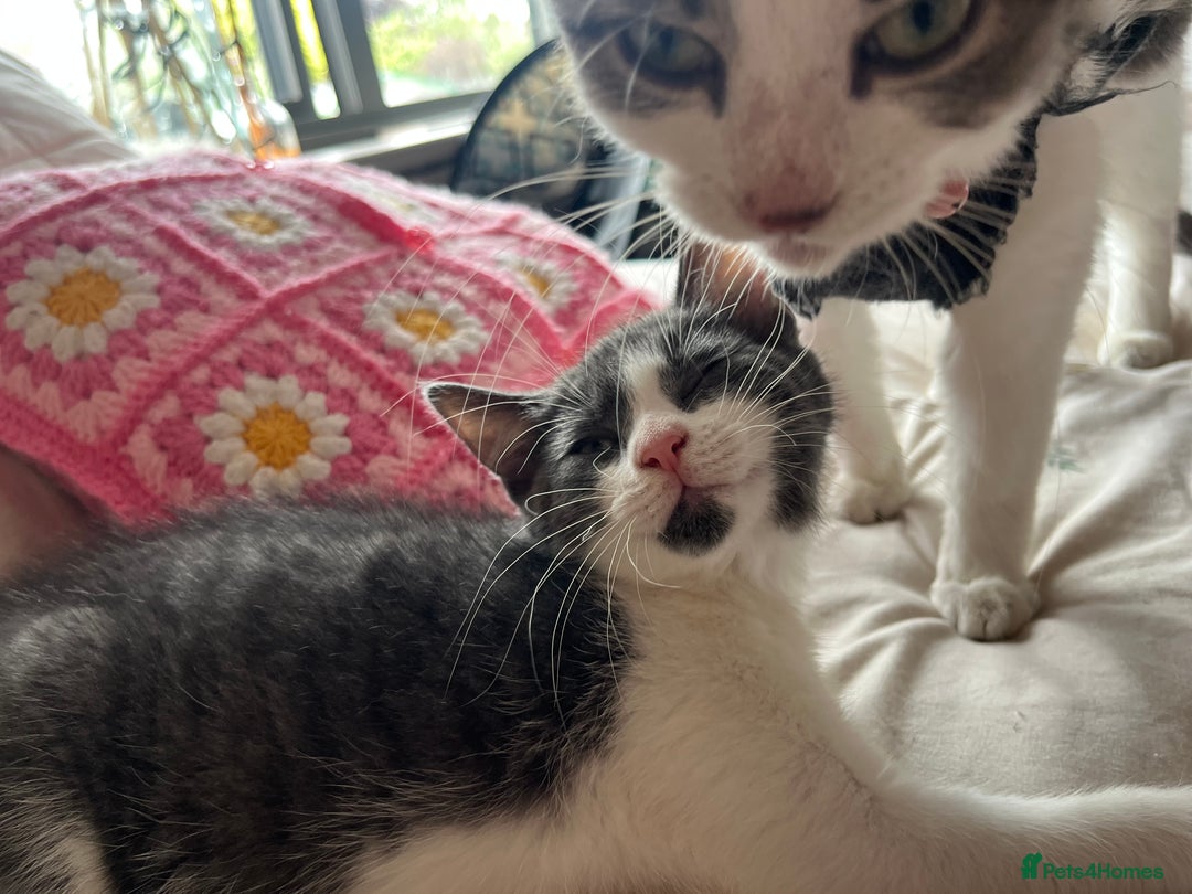 Mixed Breed cats for sale: Female Russian blue and British shorthair mix  - Image 4